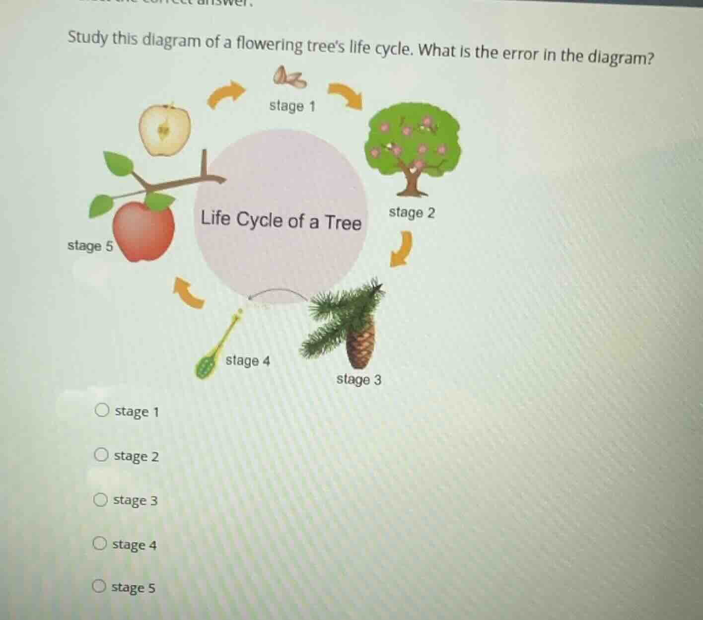 study this diagram of a flowering trees life cycle. what is the error i…