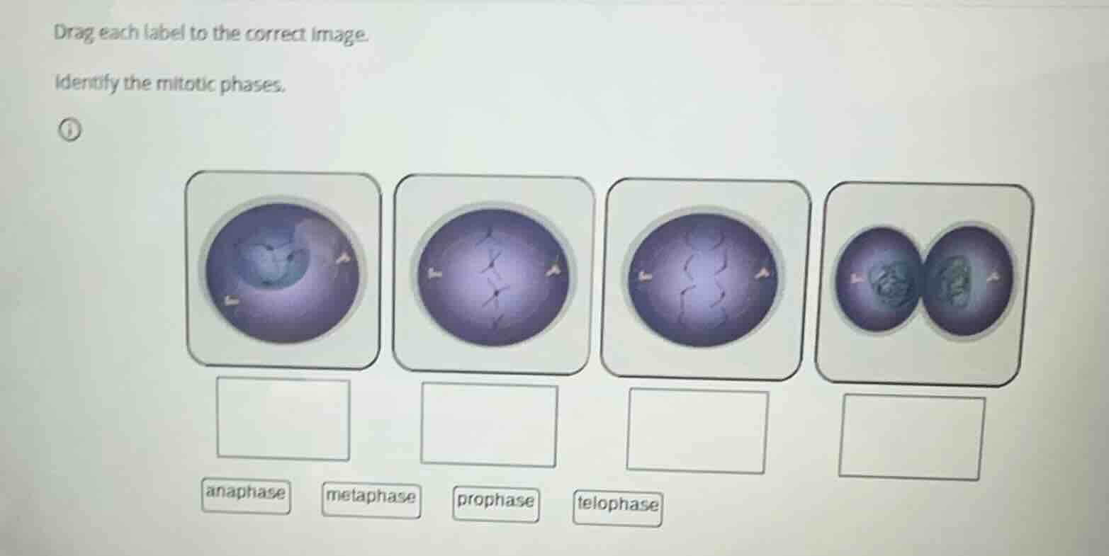 drag each label to the correct image. identify the mitotic phases. anap…
