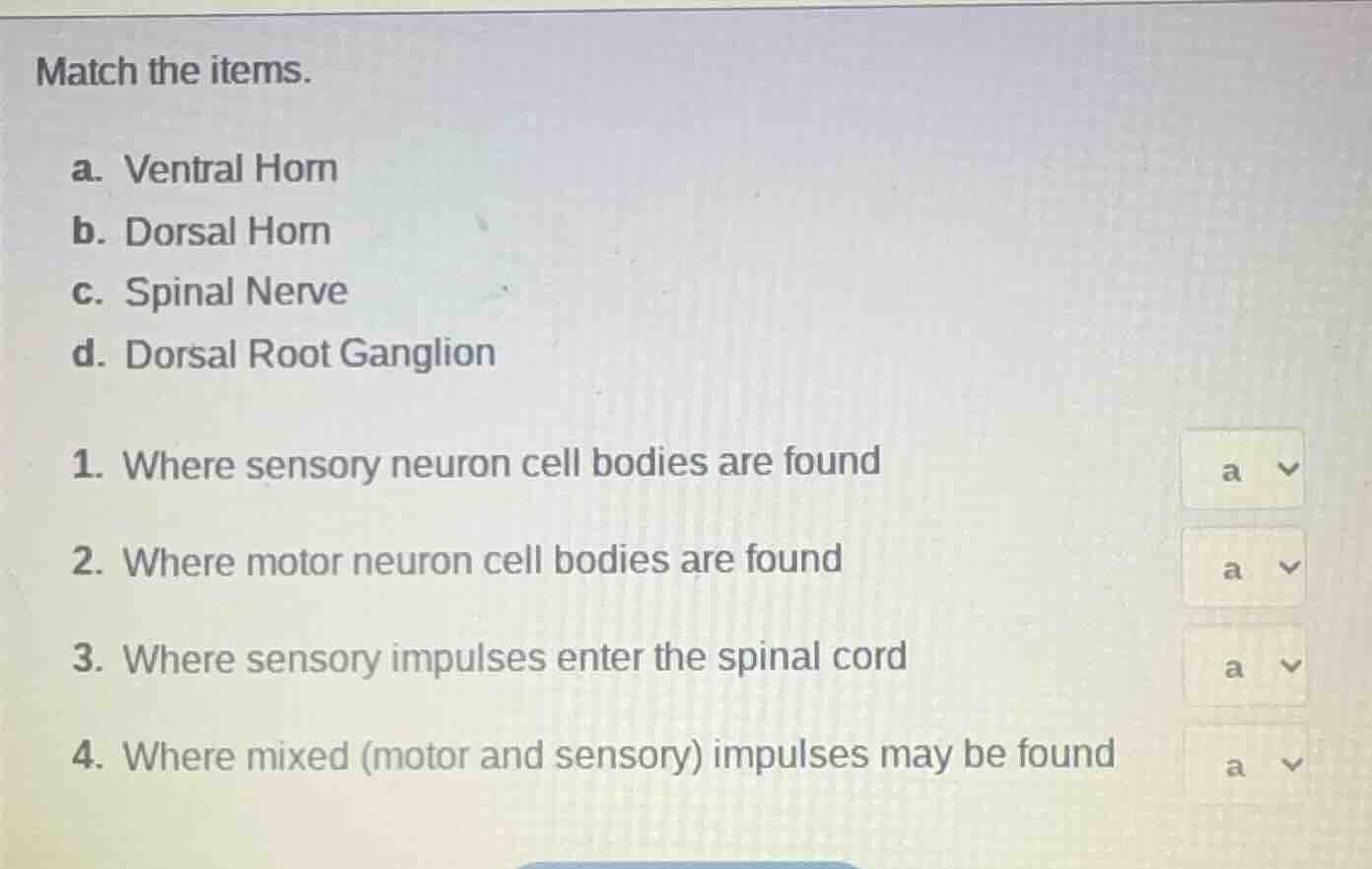 match the items. a. ventral horn b. dorsal horn c. spinal nerve d. dors…