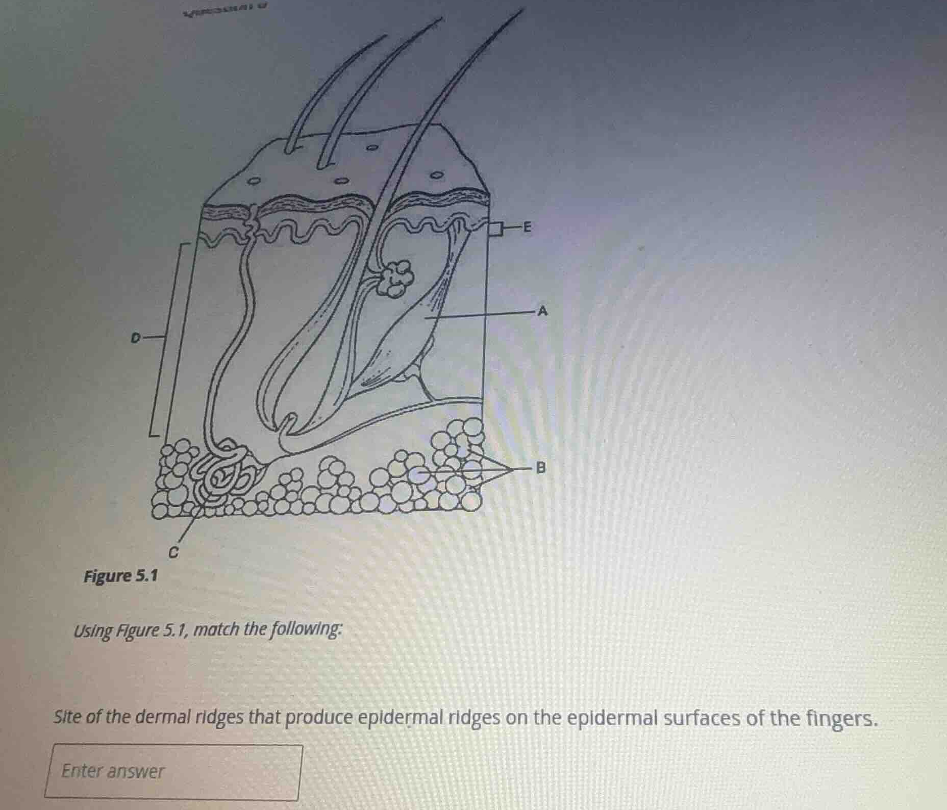 figure 5.1 using figure 5.1, match the following: site of the dermal ri…