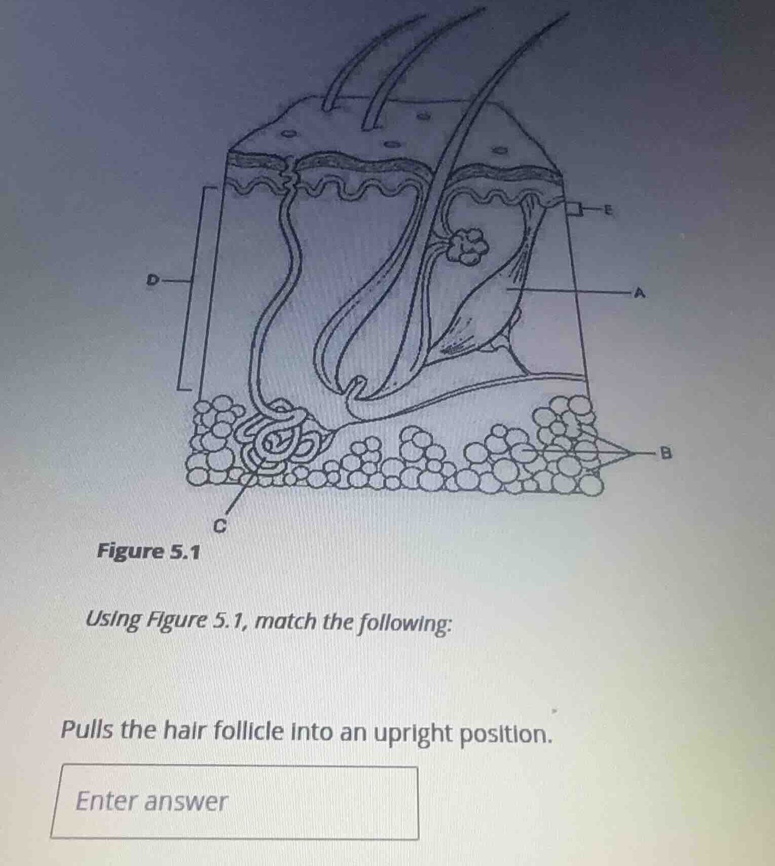 figure 5.1 using figure 5.1, match the following: pulls the hair follic…
