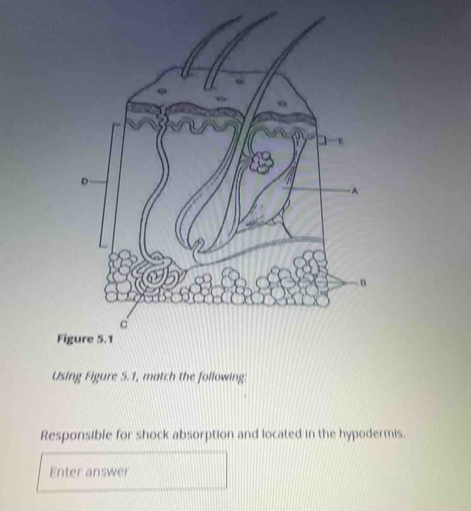 figure 5.1 using figure 5.1, match the following: responsible for shock…