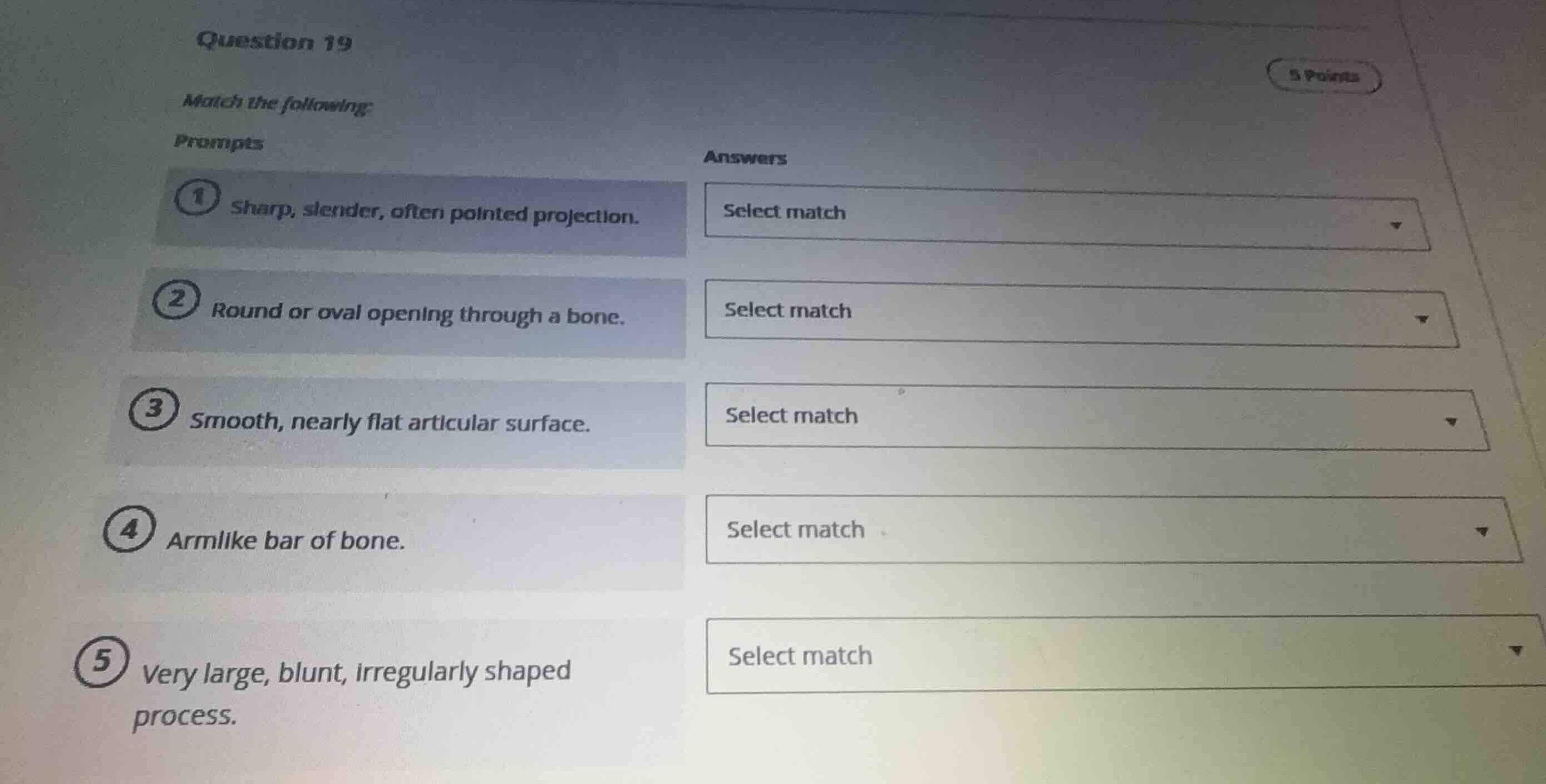 question 19 match the following: prompts 1 sharp, slender, often pointe…