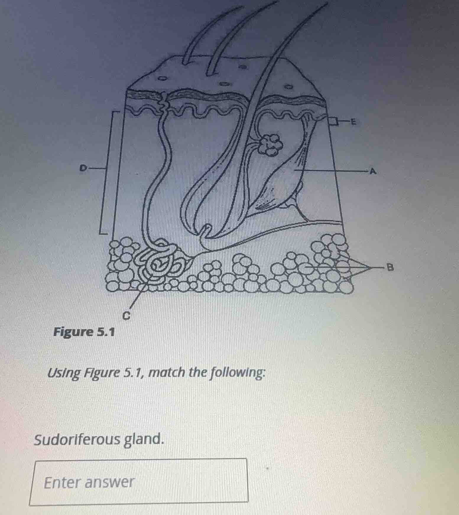 figure 5.1 using figure 5.1, match the following: sudoriferous gland.