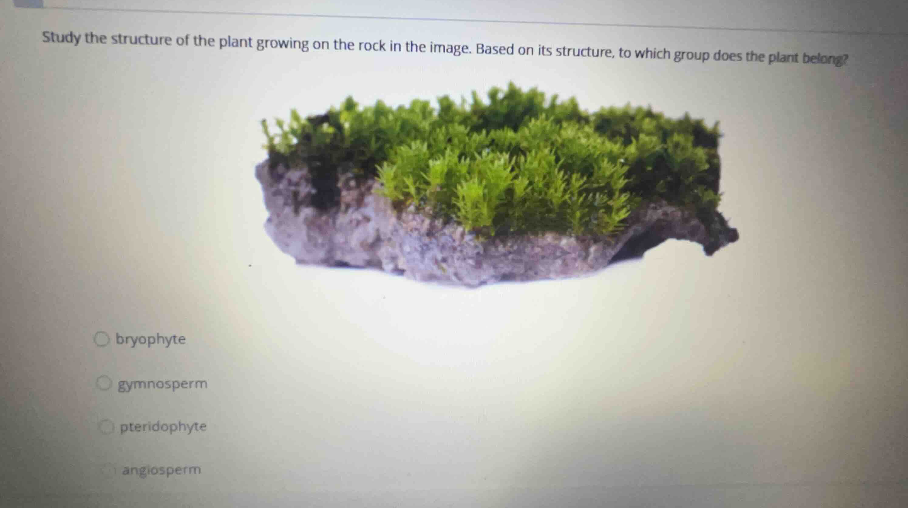 study the structure of the plant growing on the rock in the image. base…