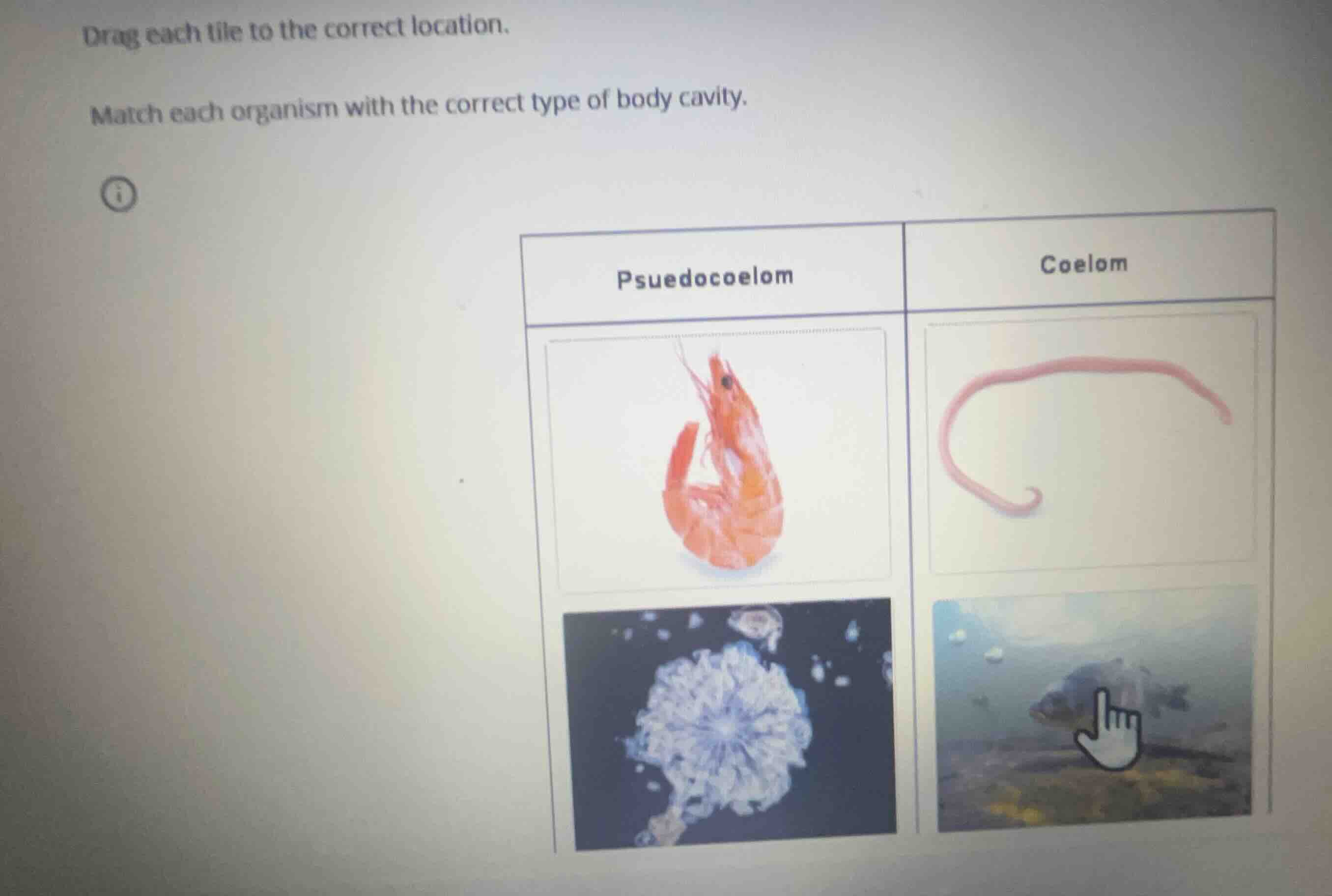 drag each tile to the correct location. match each organism with the co…