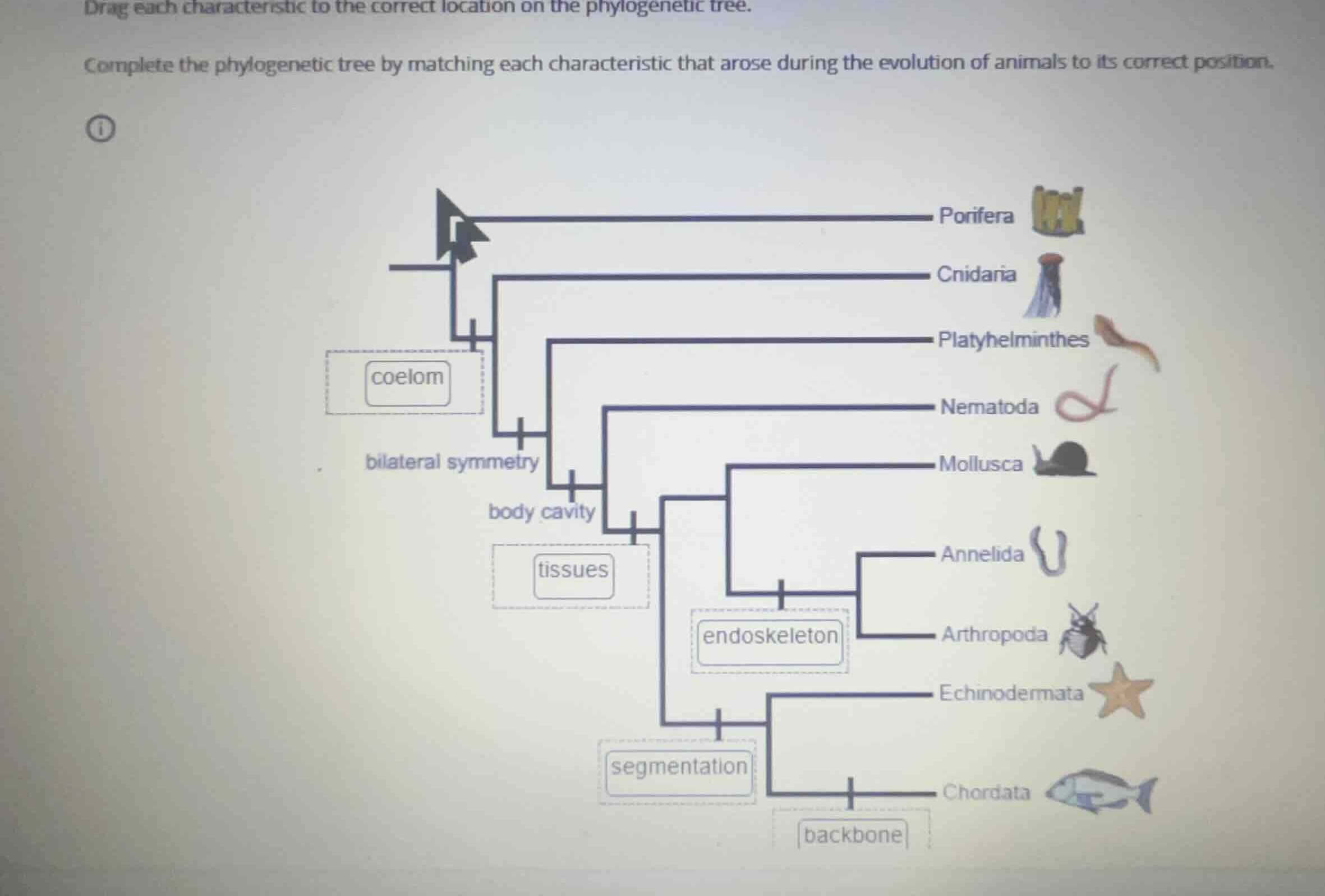 drag each characteristic to the correct location on the phylogenetic tr…