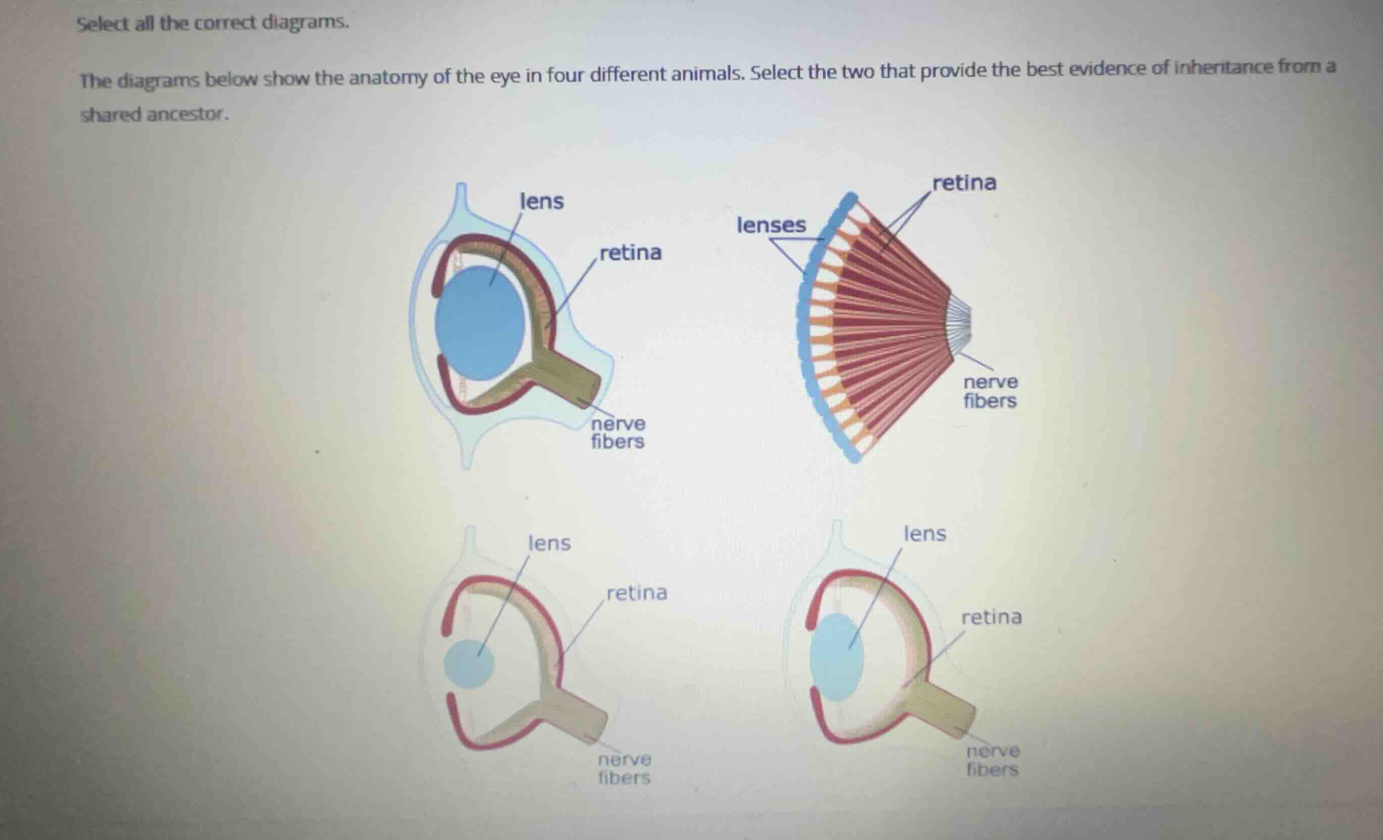 select all the correct diagrams. the diagrams below show the anatomy of…