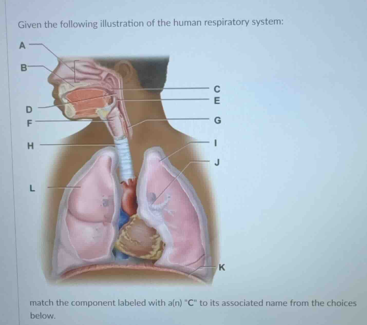 given the following illustration of the human respiratory system: match…