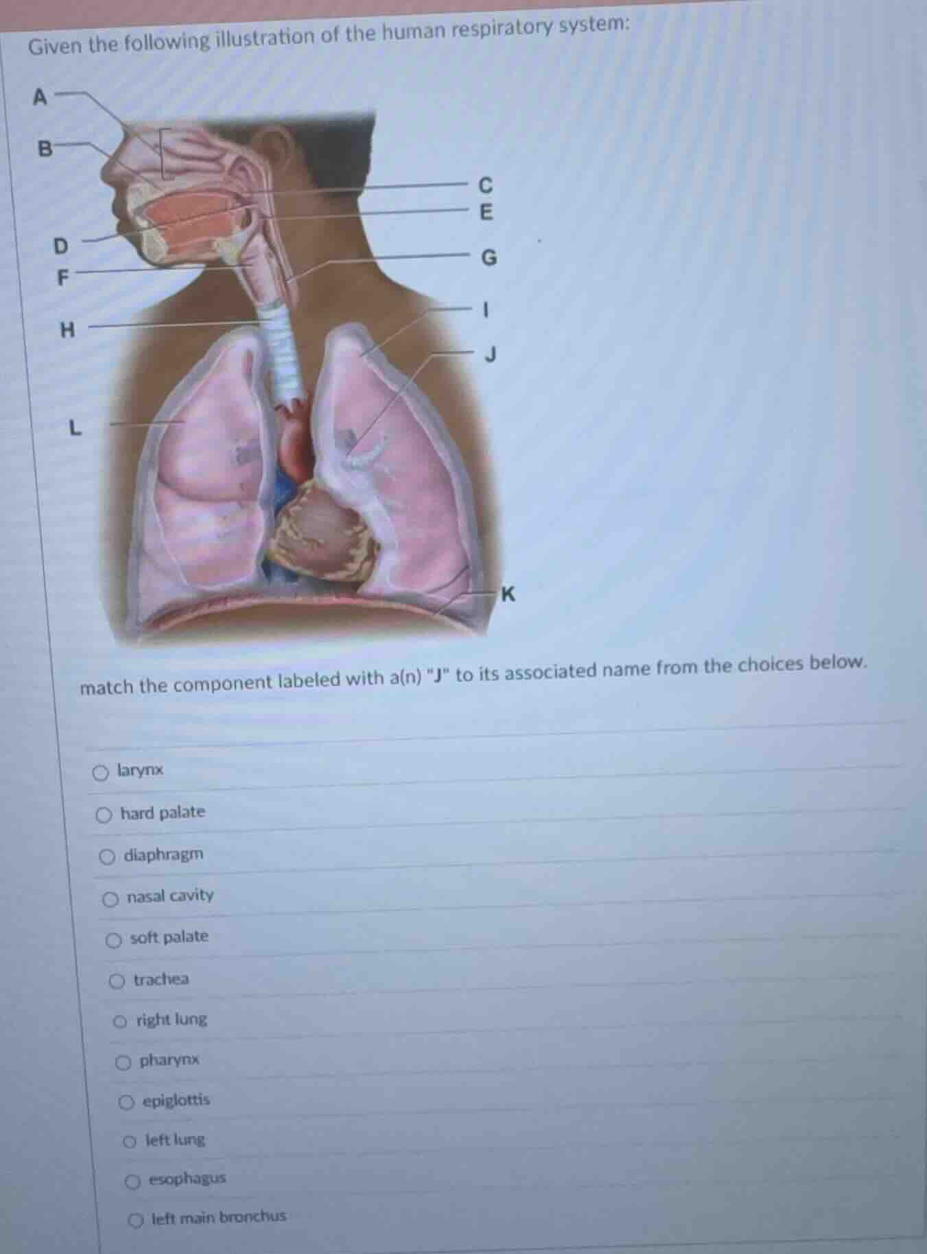 given the following illustration of the human respiratory system: match…
