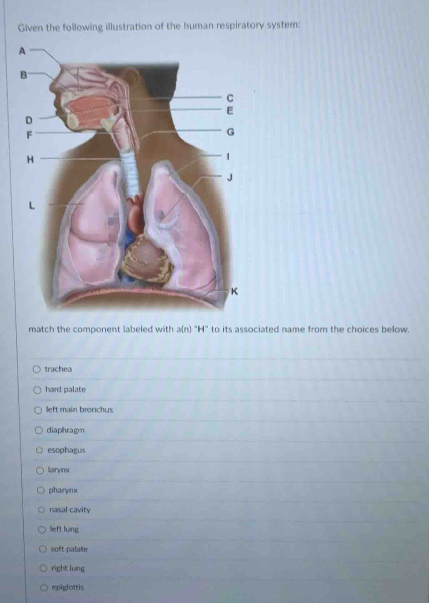 given the following illustration of the human respiratory system: match…