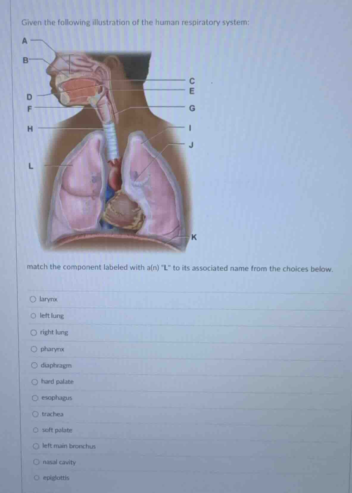 given the following illustration of the human respiratory system: match…