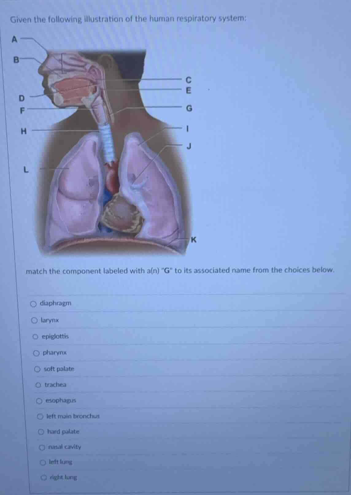 given the following illustration of the human respiratory system: match…