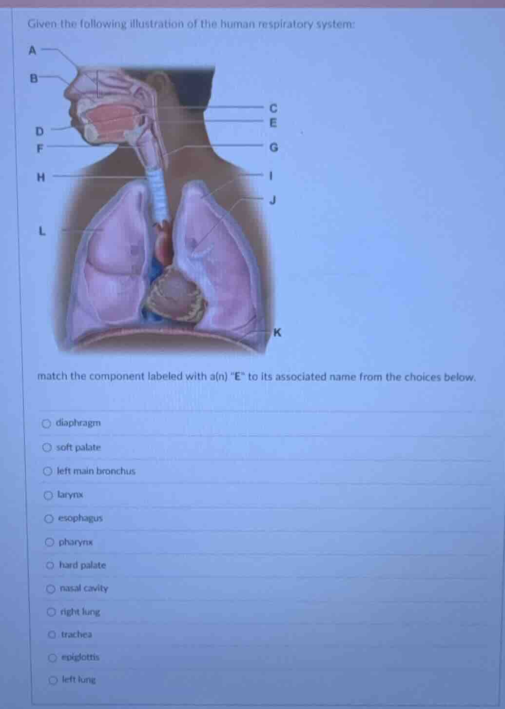 given the following illustration of the human respiratory system: match…