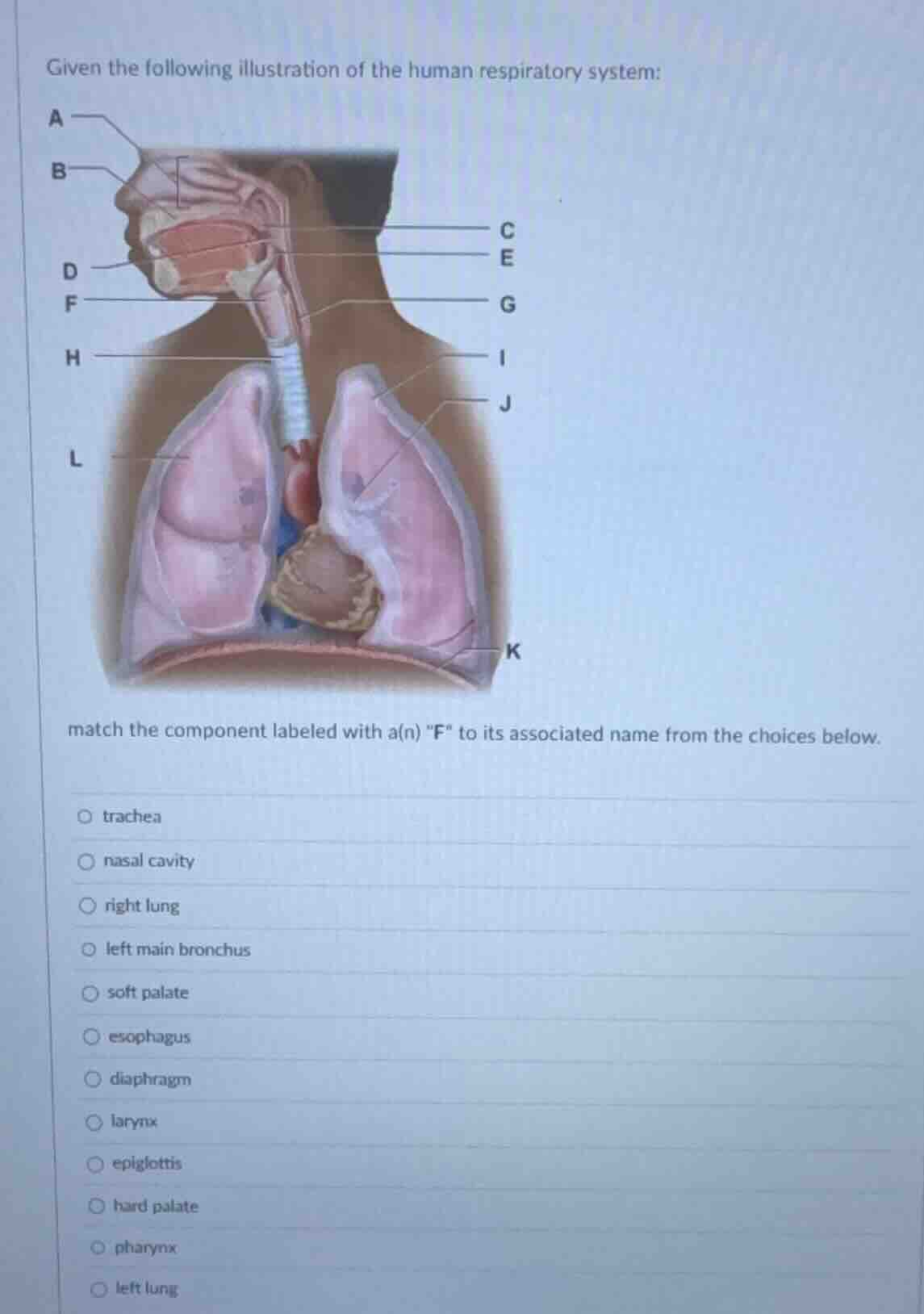 given the following illustration of the human respiratory system: match…