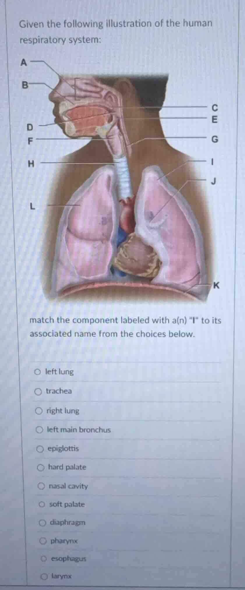given the following illustration of the human respiratory system: match…