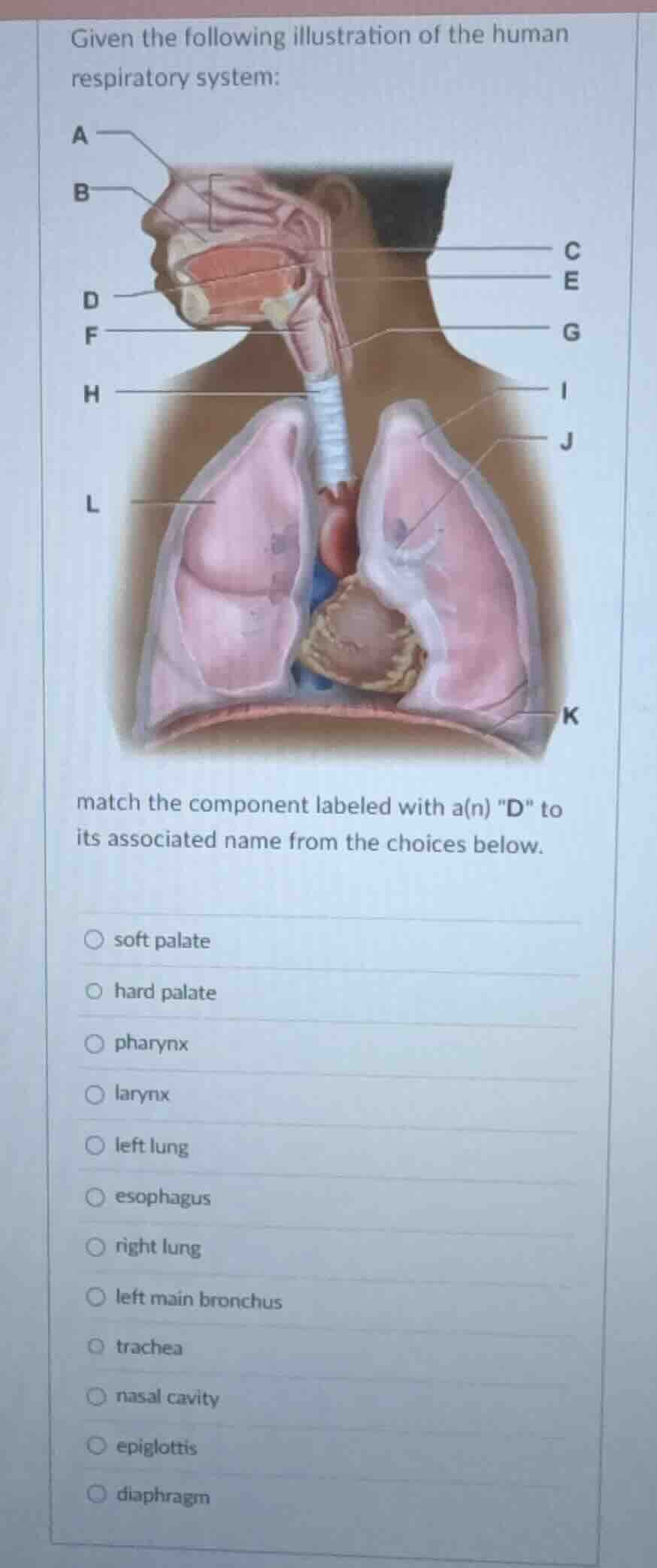 given the following illustration of the human respiratory system: match…