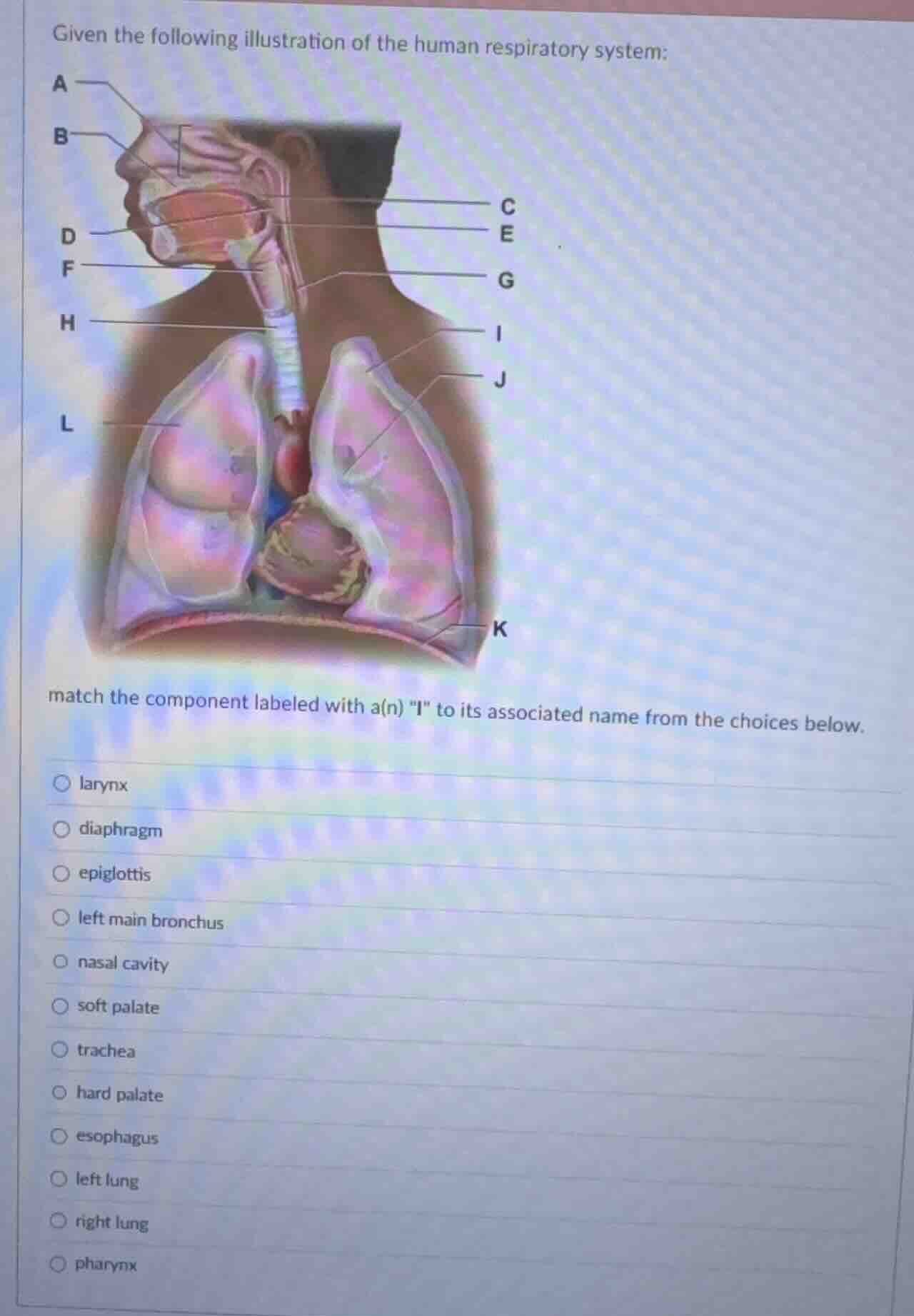 given the following illustration of the human respiratory system: match…