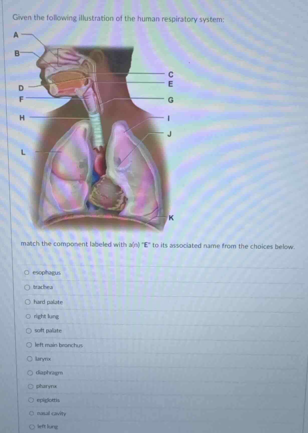 given the following illustration of the human respiratory system: match…