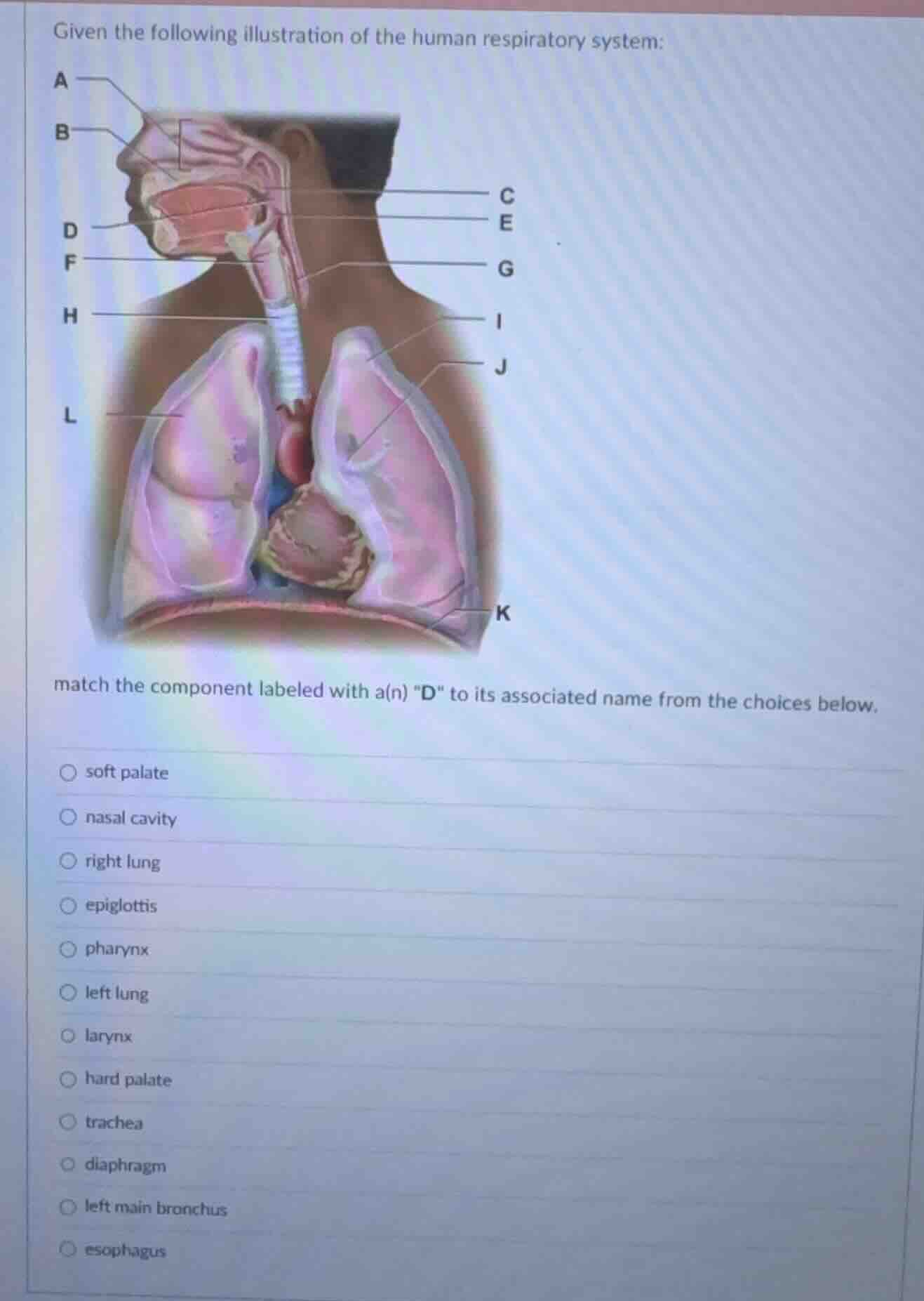 given the following illustration of the human respiratory system: match…