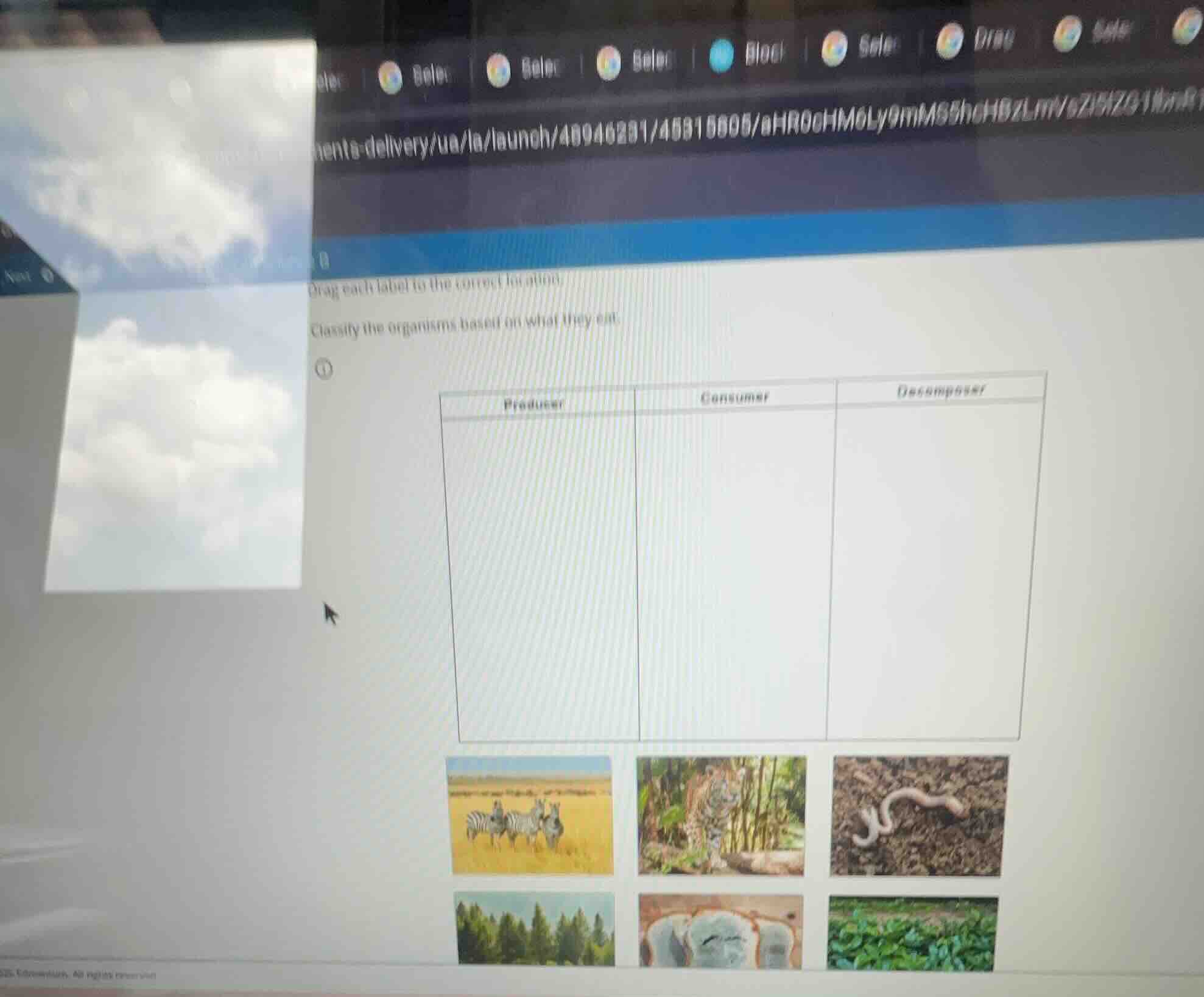 drag each label to the correct location. classify the organisms based o…