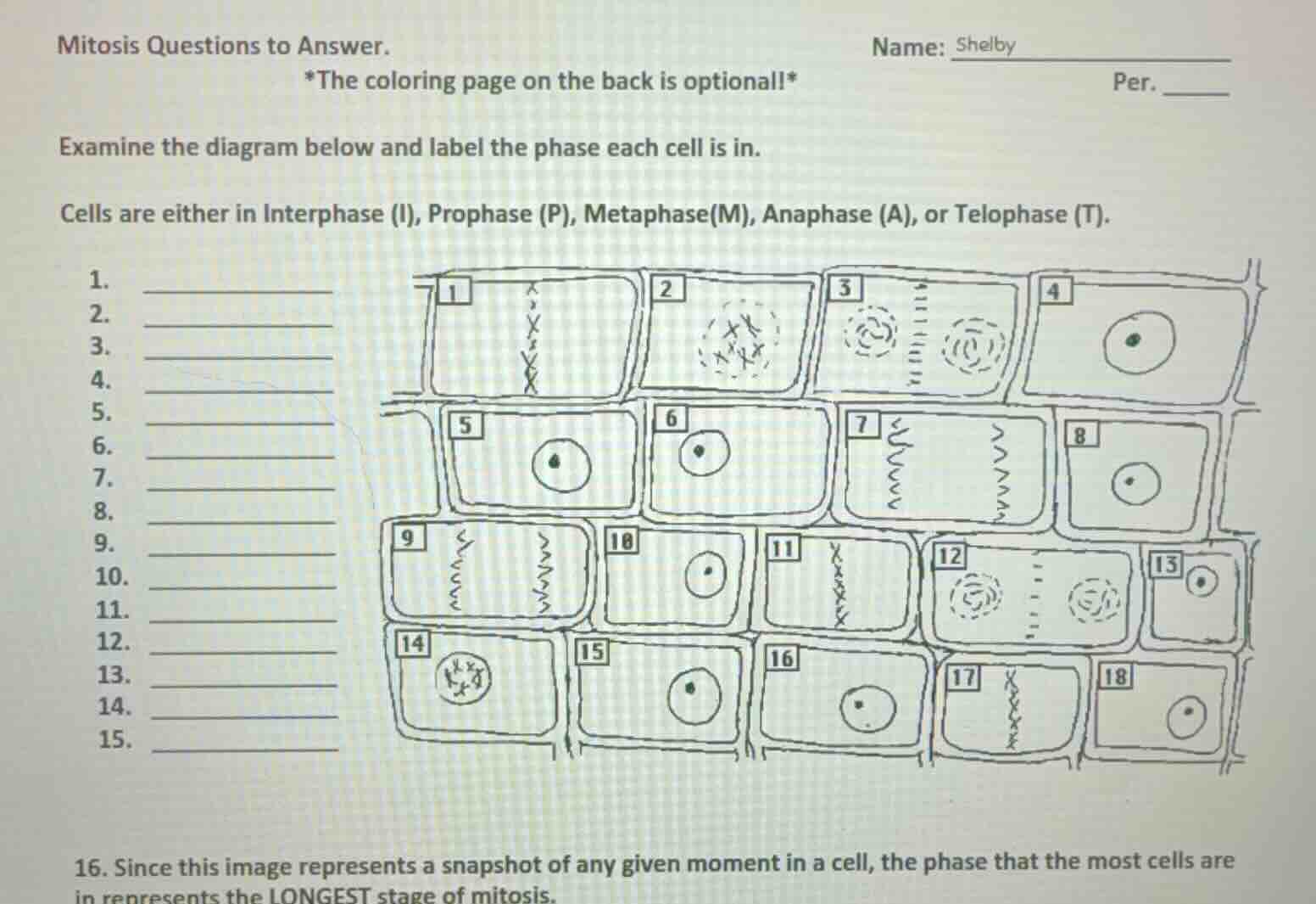 mitosis questions to answer. name: shelby *the coloring page on the bac…