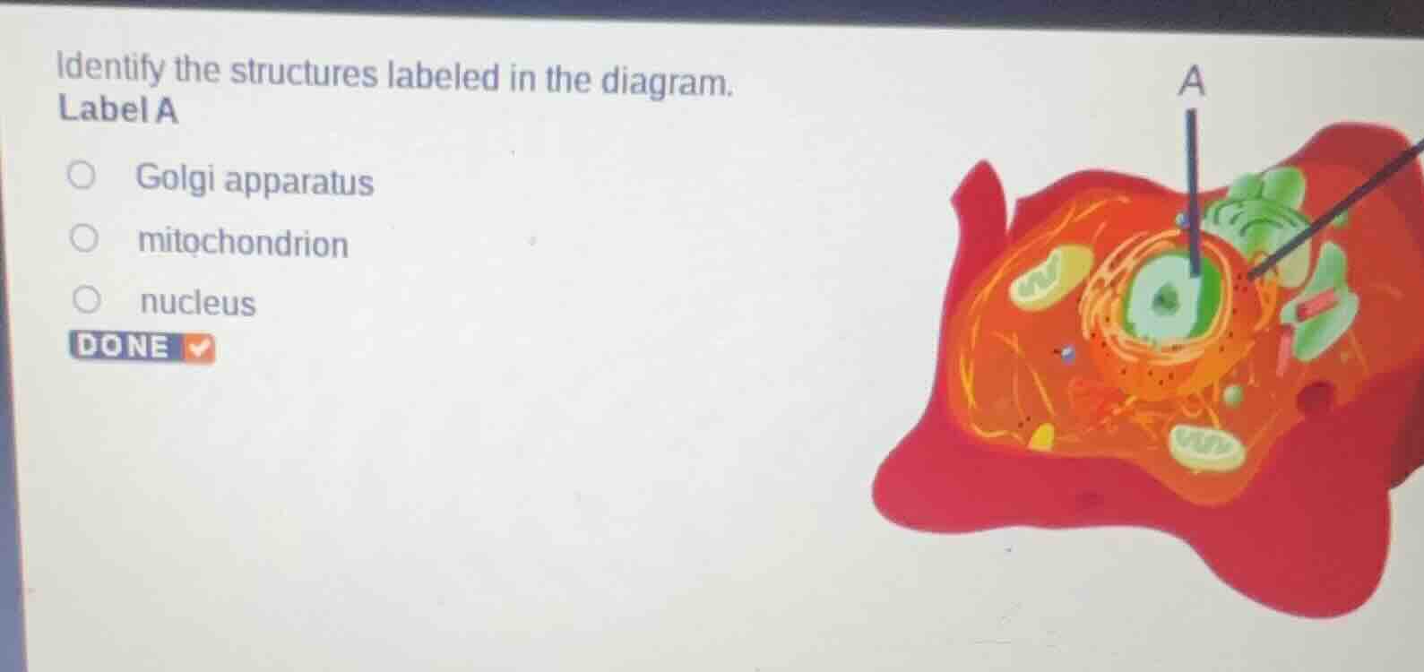 identify the structures labeled in the diagram. label a golgi apparatus…