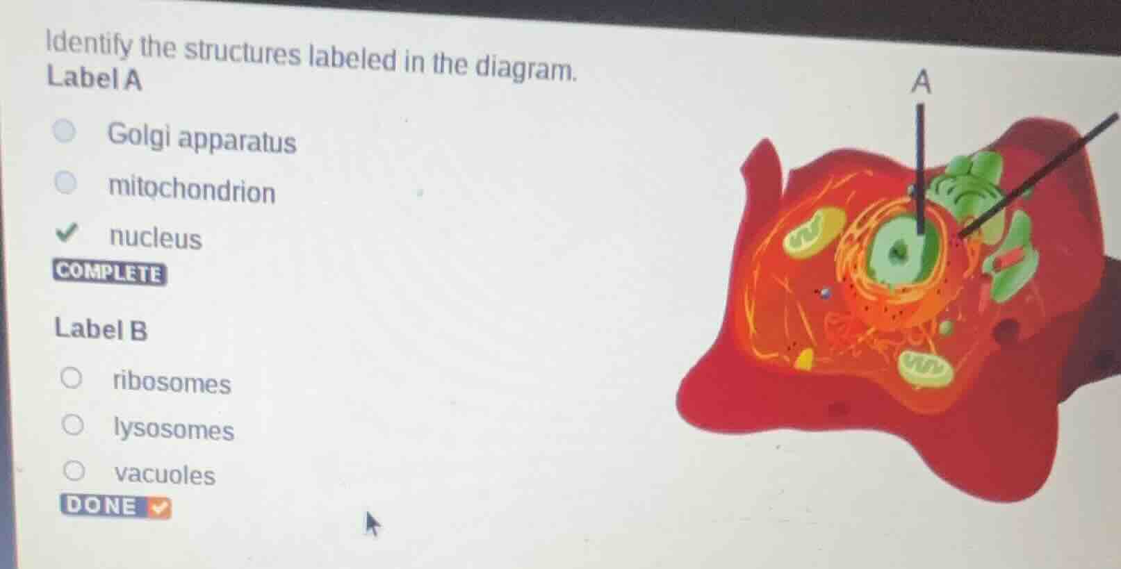 identify the structures labeled in the diagram. label a golgi apparatus…