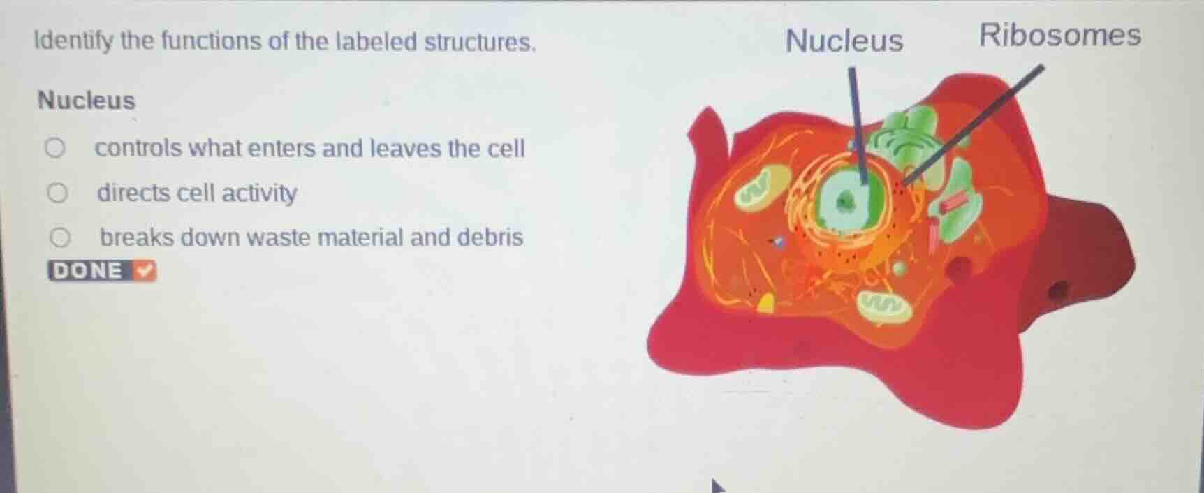 identify the functions of the labeled structures. nucleus controls what…