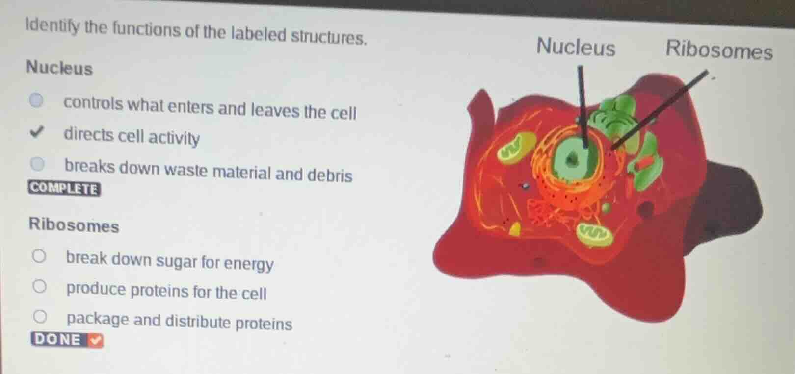 identify the functions of the labeled structures. nucleus controls what…
