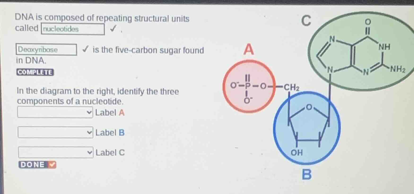 dna is composed of repeating structural units called nucleotides. deoxy…