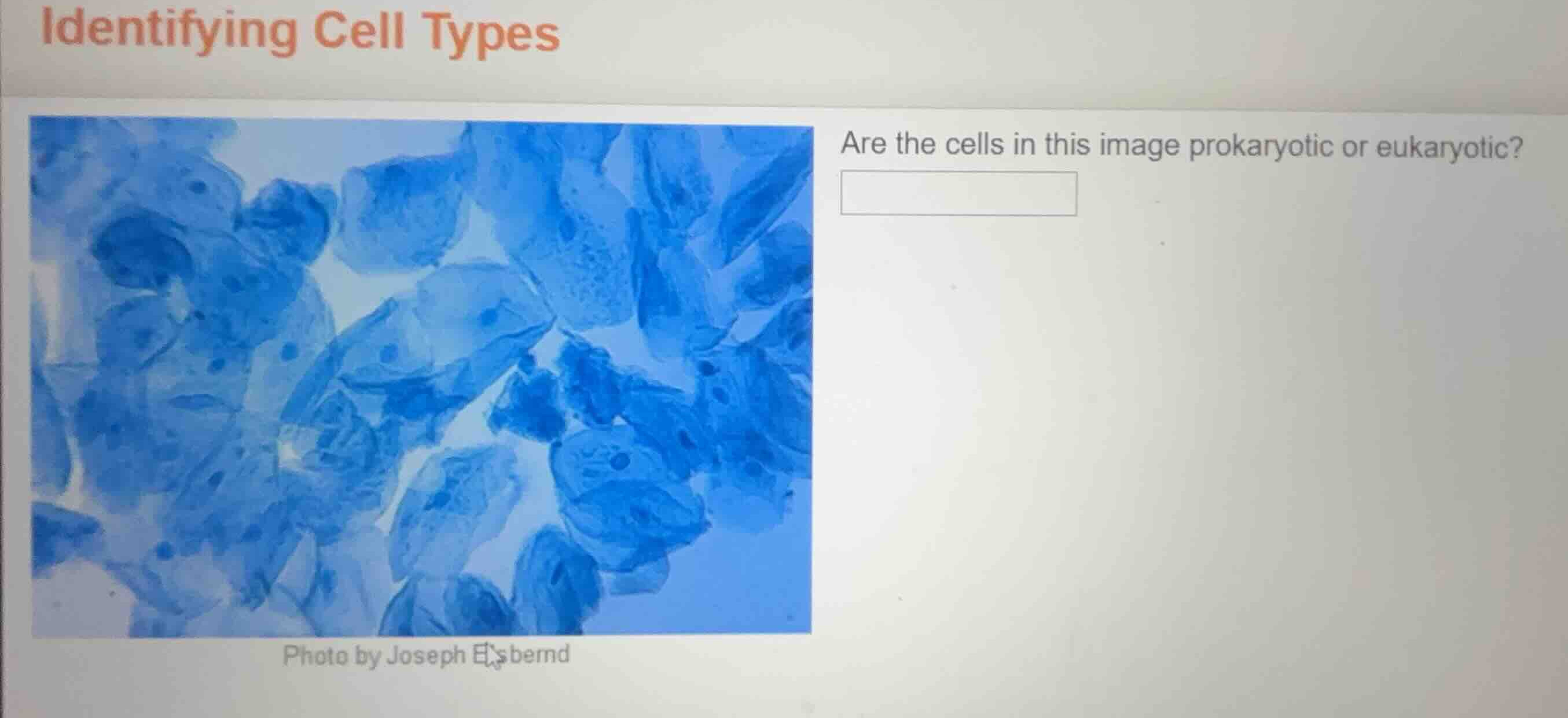 identifying cell types are the cells in this image prokaryotic or eukar…