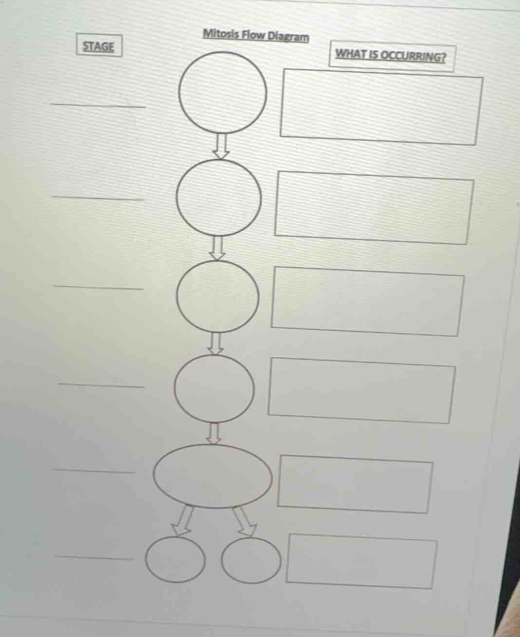 mitosis flow diagram stage what is occurring?