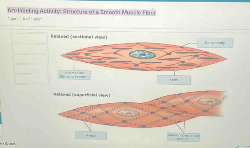 art-labeling activity: structure of a smooth muscle fiber 1 part | 0 of…