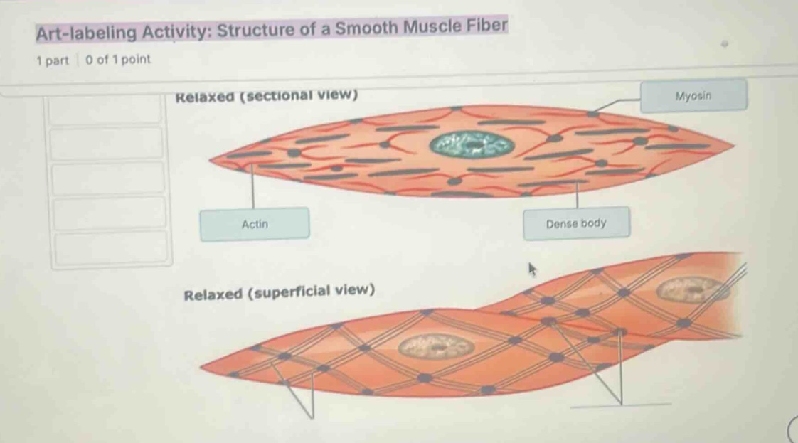 art-labeling activity: structure of a smooth muscle fiber relaxed (sect…