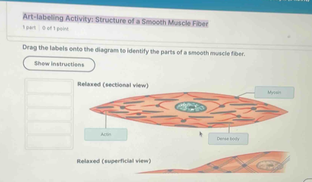art-labeling activity: structure of a smooth muscle fiber 1 part | 0 of…