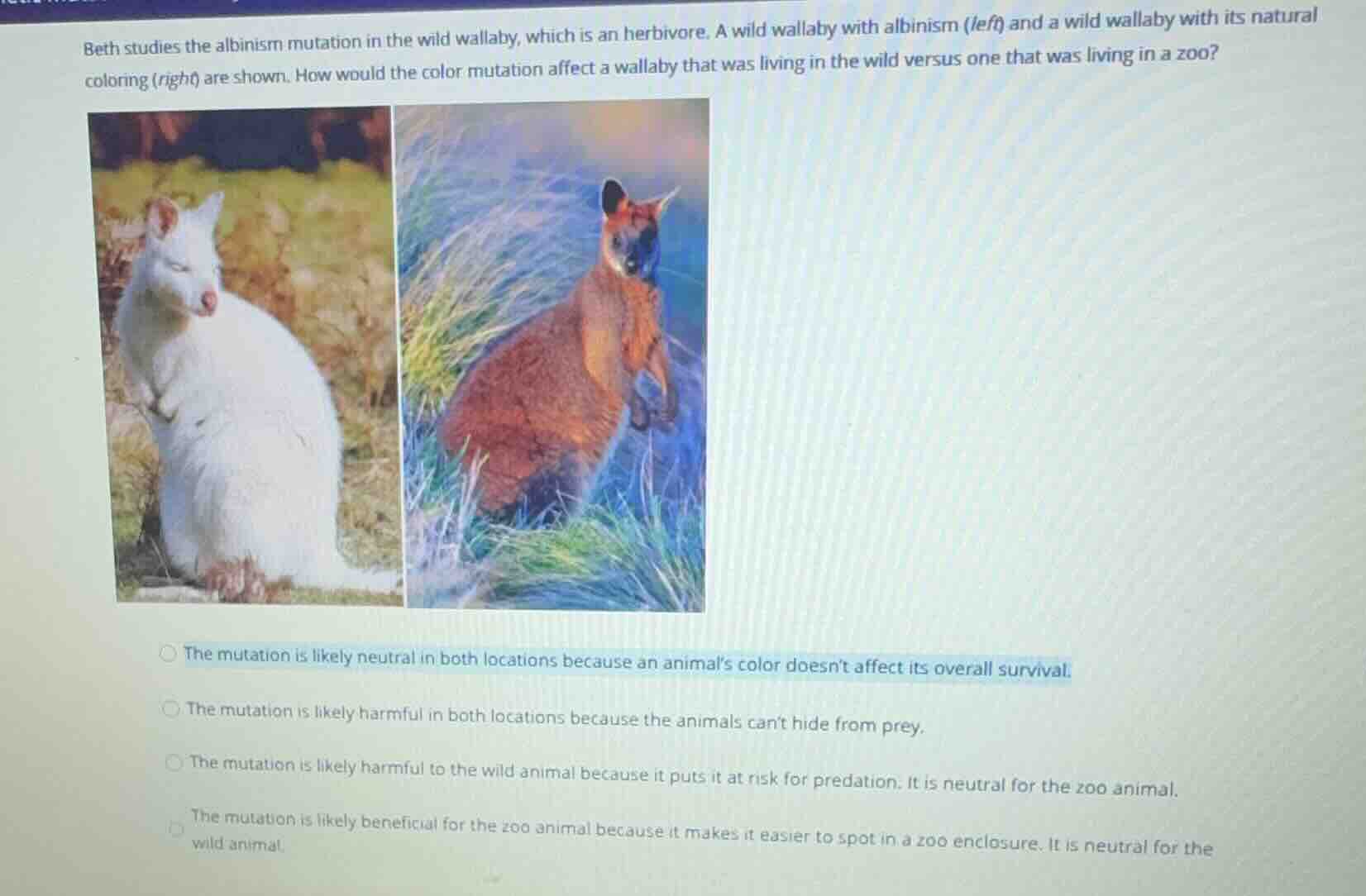 beth studies the albinism mutation in the wild wallaby, which is an her…
