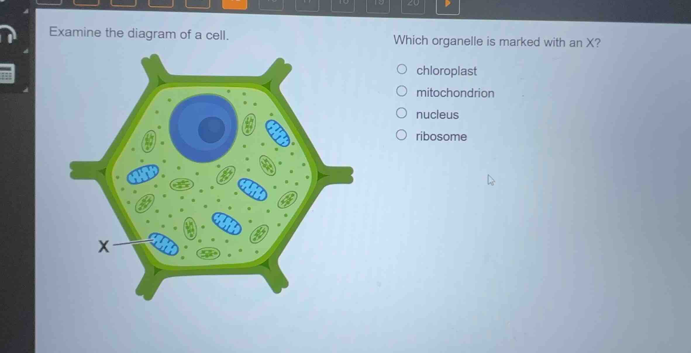 examine the diagram of a cell. which organelle is marked with an x? chl…
