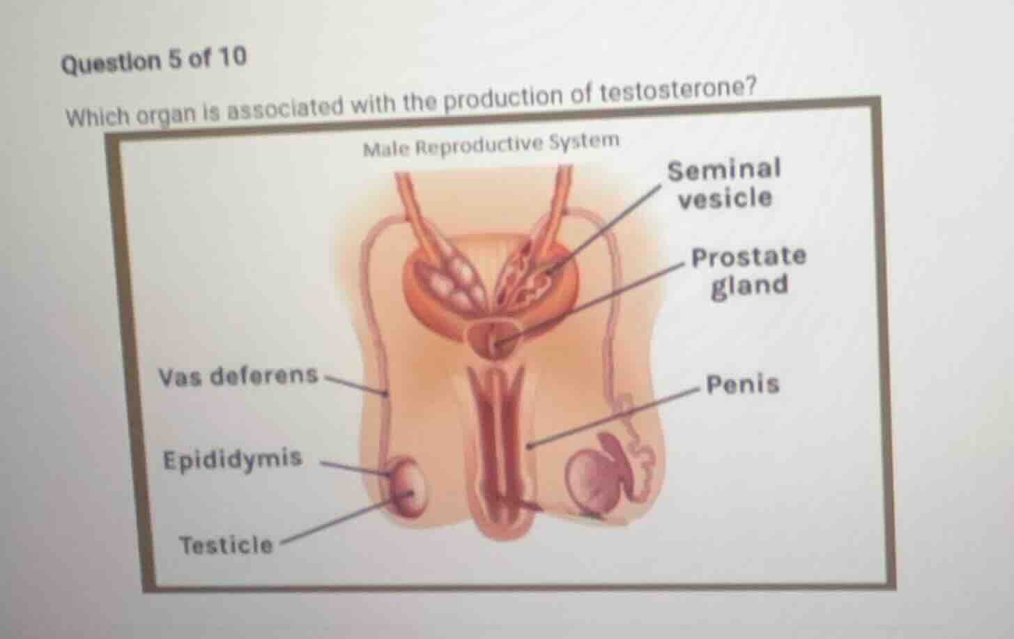 question 5 of 10 which organ is associated with the production of testo…