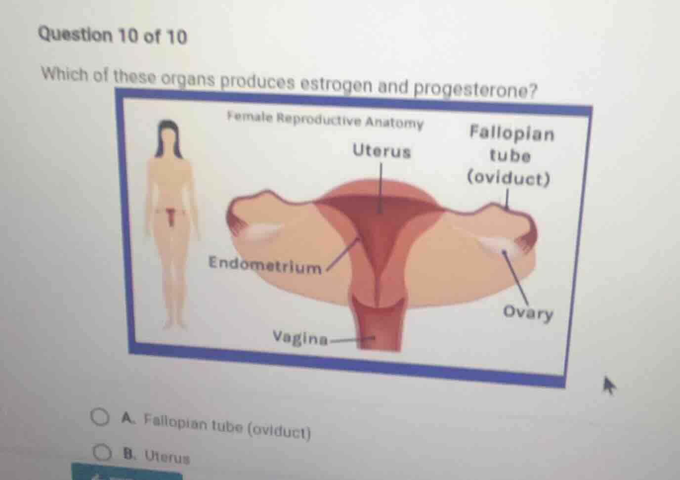 question 10 of 10 which of these organs produces estrogen and progester…