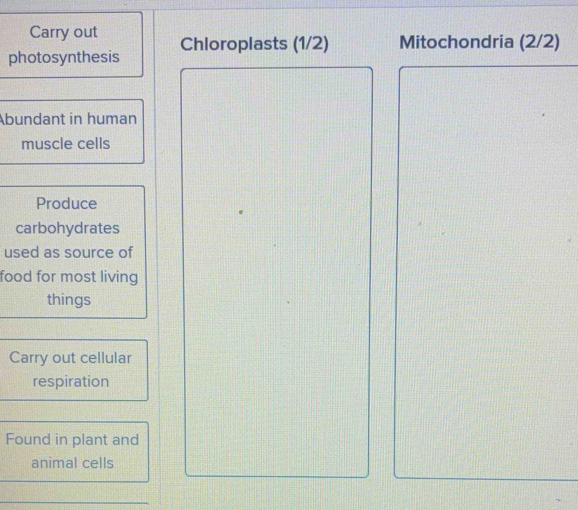 carry out photosynthesis abundant in human muscle cells produce carbohy…