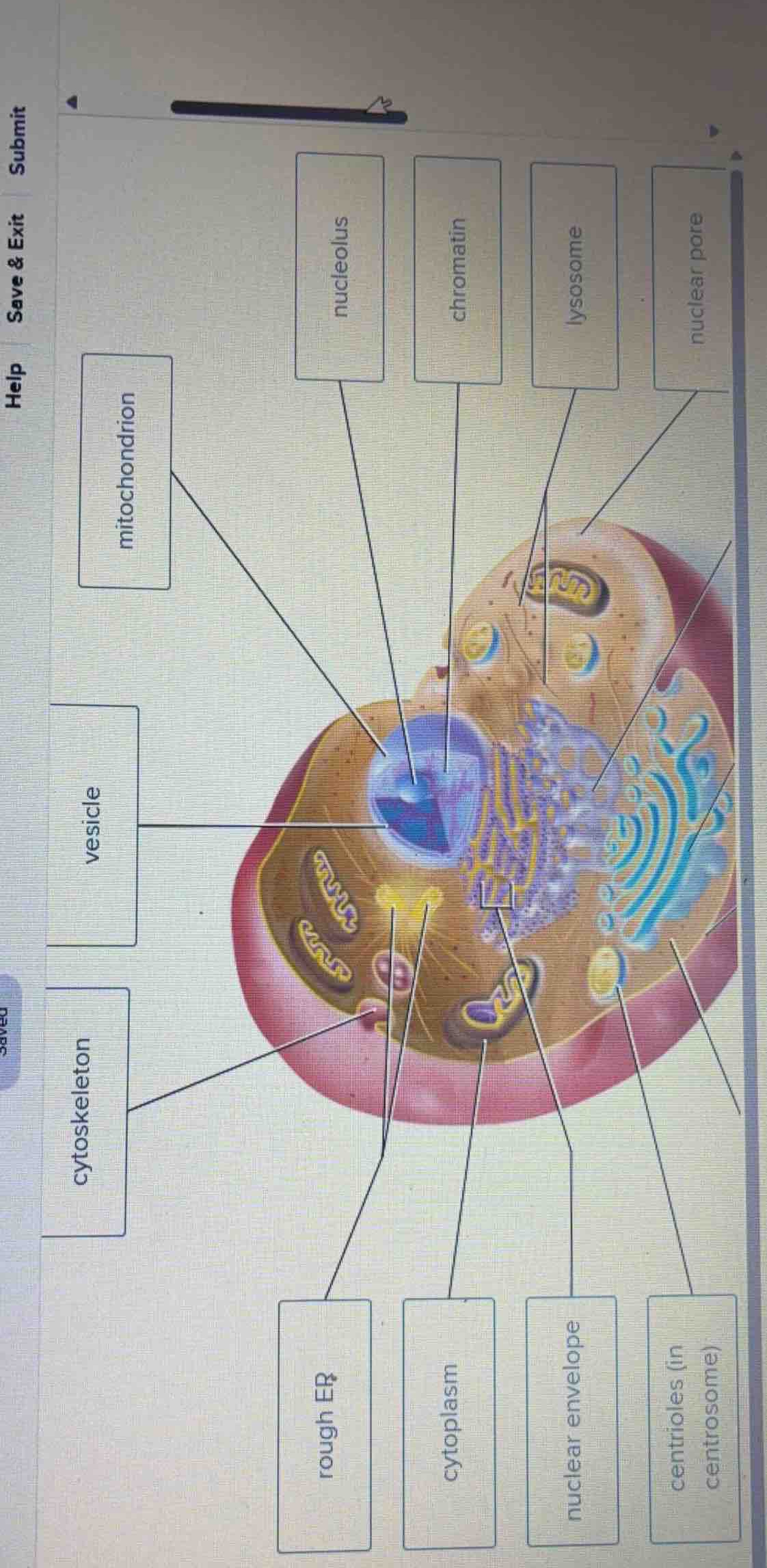 mitochondrion vesicle cytoskeleton rough er cytoplasm nuclear envelope …