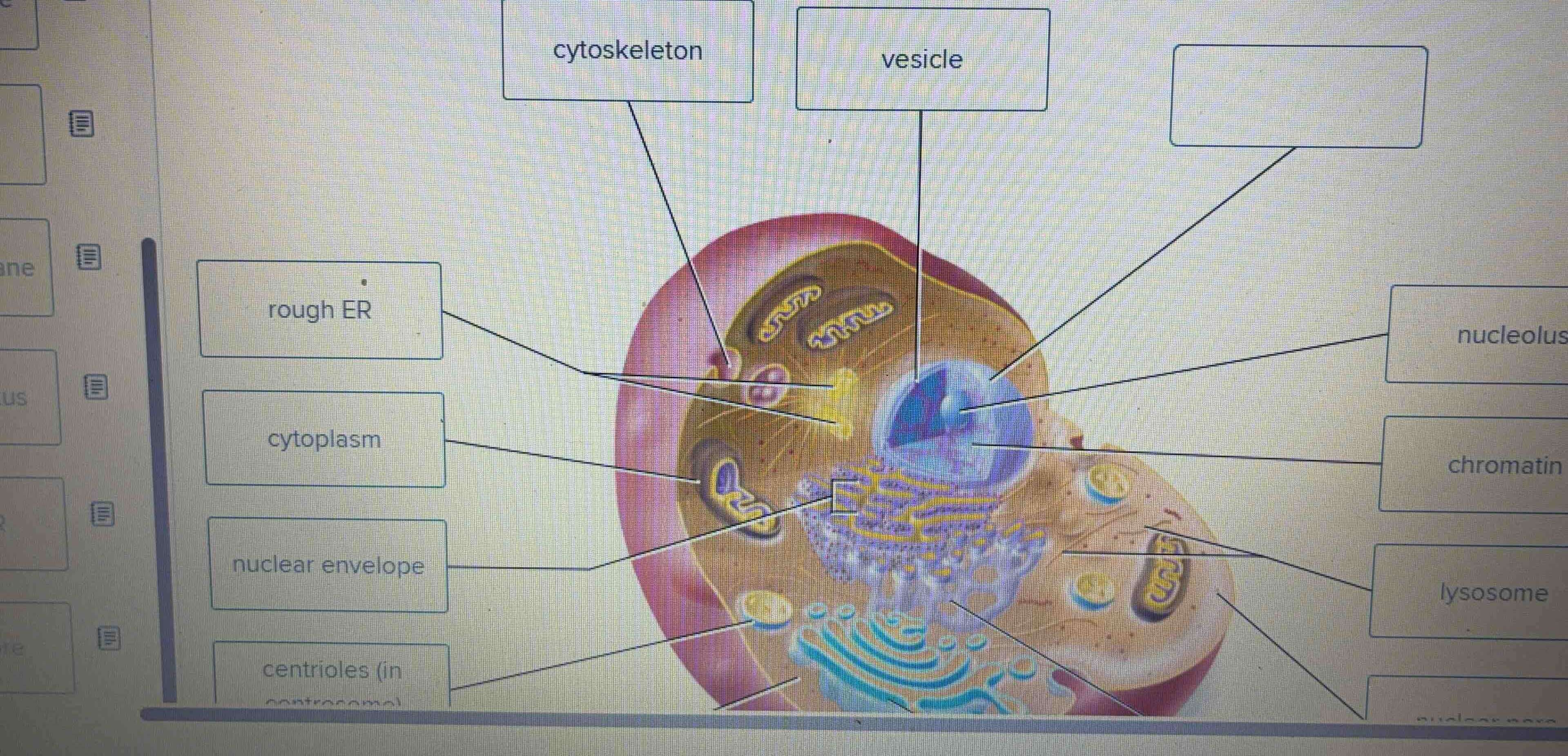 cytoskeleton vesicle rough er cytoplasm nuclear envelope centrioles (in…