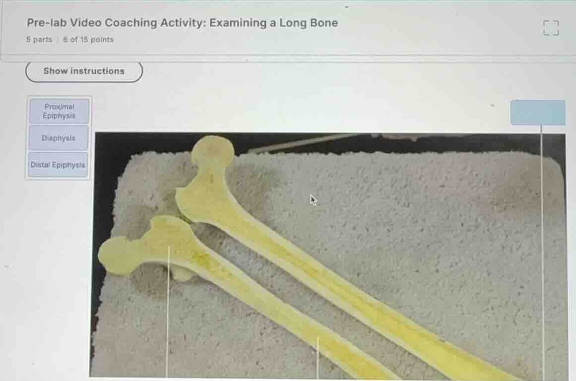 pre-lab video coaching activity: examining a long bone 5 parts | 6 of 1…