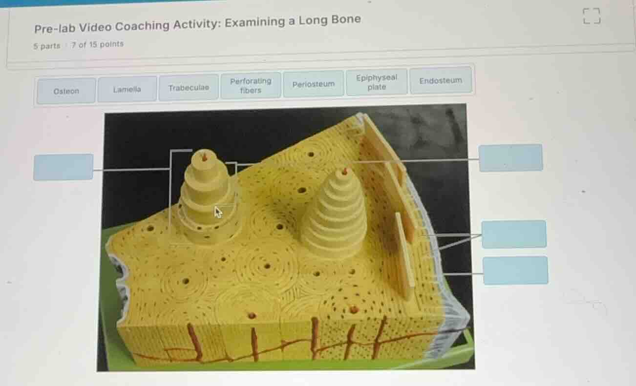 pre-lab video coaching activity: examining a long bone 5 parts | 7 of 1…