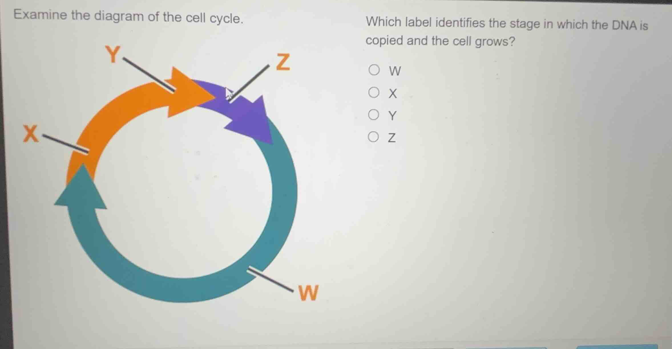 examine the diagram of the cell cycle. which label identifies the stage…