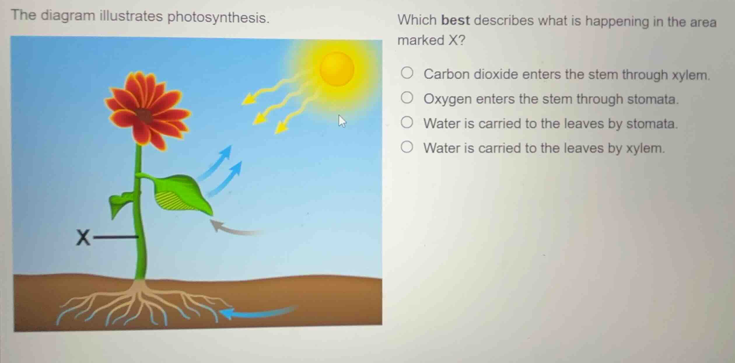 the diagram illustrates photosynthesis. which best describes what is ha…