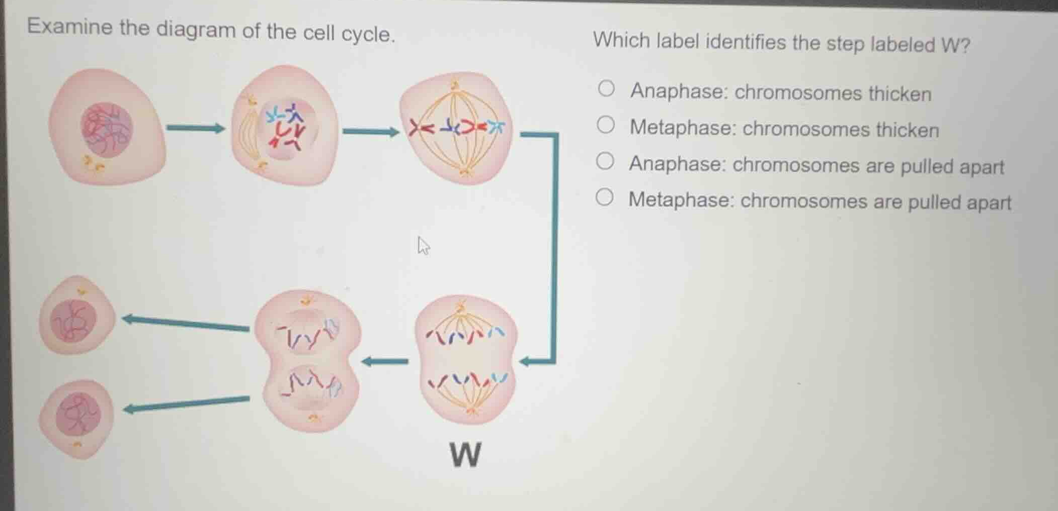 examine the diagram of the cell cycle. which label identifies the step …
