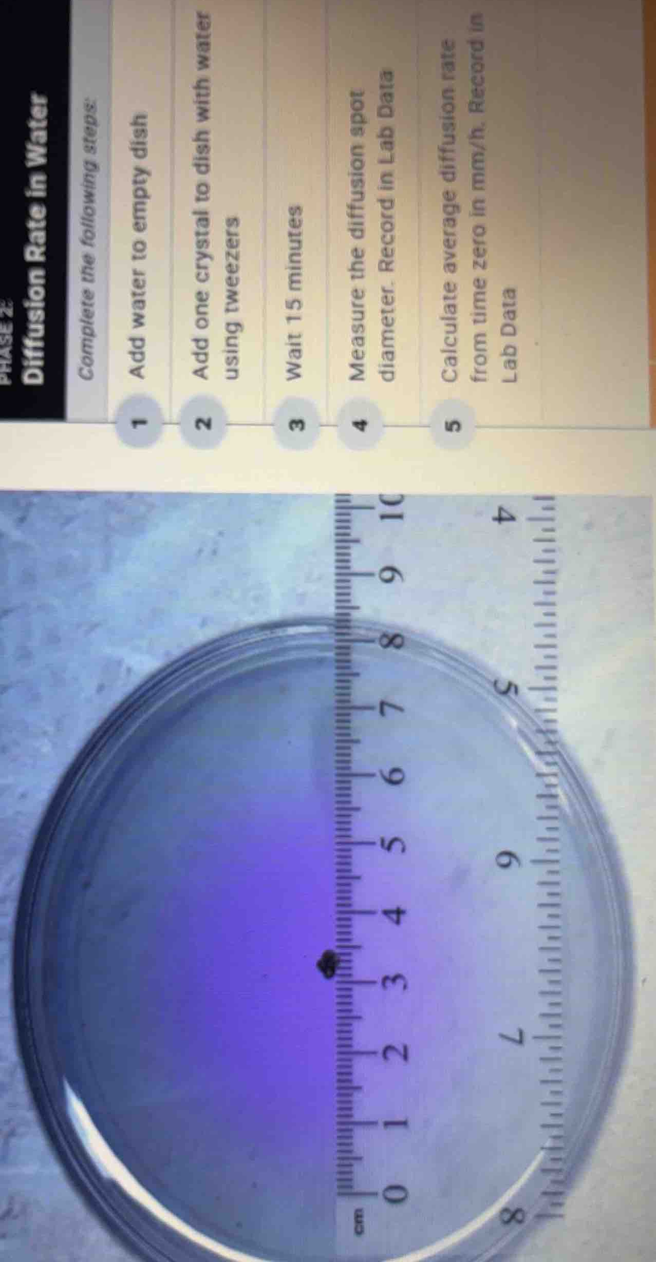 phase 2: diffusion rate in water complete the following steps: 1 add wa…